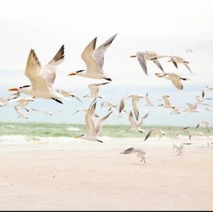 Coastal Beach Canvas Wall Art SET